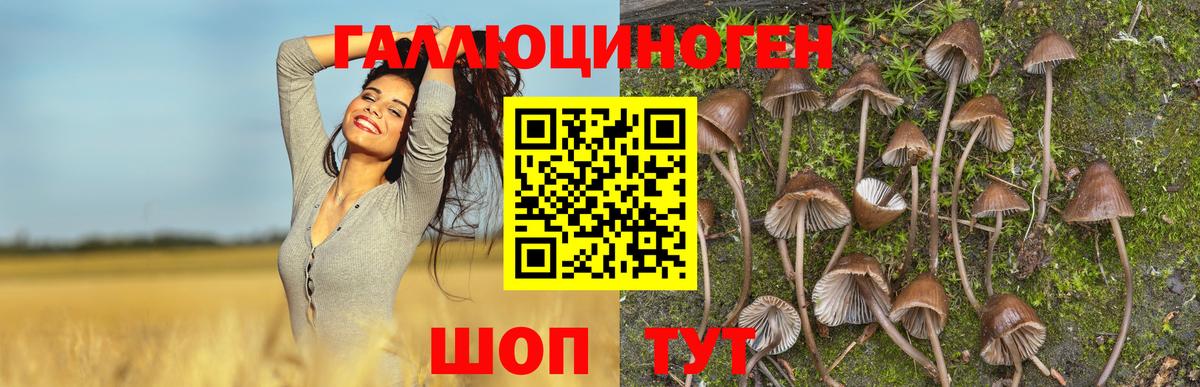 Псилоцибиновые грибы Psilocybe Соликамск